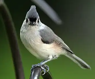 Facing forward