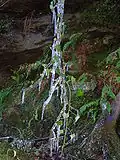 Ivy covered with a thick layer of ice
