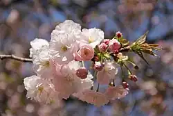'Ichiyo'