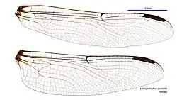 Female wings