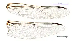 Male wings