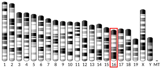Chromosome 16 (mouse)