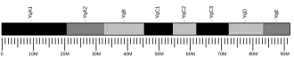 Y chromosome (mouse)