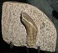 Therosaurus