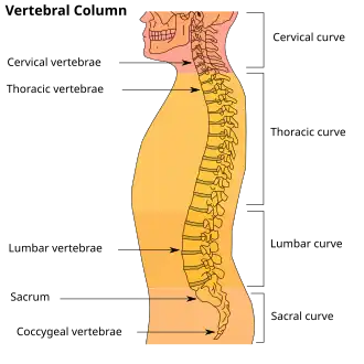 Vertebral column