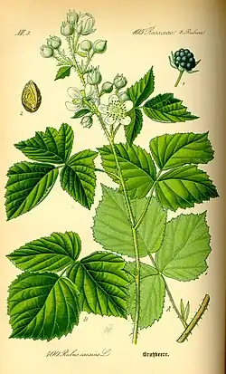 1885 illustration