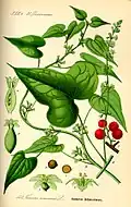 Illustration from Flora von Deutschland, Österreich und der Schweiz 1885