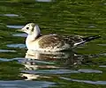Juvenile plumage