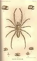 Figure 4. The external view of the mandible (3) of the Indian Galeod spider Rhagodes phipsoni described by R. I. Pocock