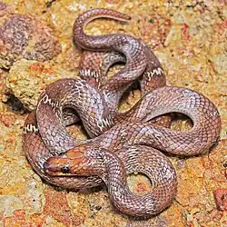 Dorsal view