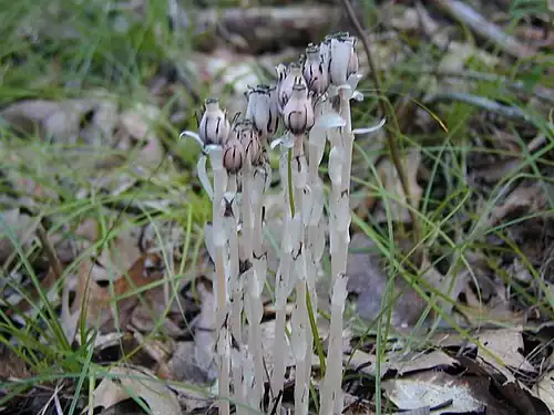 Plant displaying its common, light pink coloring