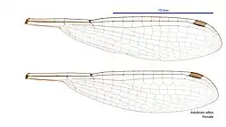 Female wings