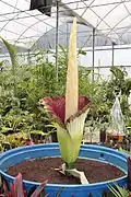 Carrion Flower in Inhotim