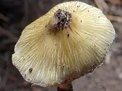 Rimose mushroom