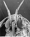 Head of a moth of family Gracillariidae showing extent of scales on the head