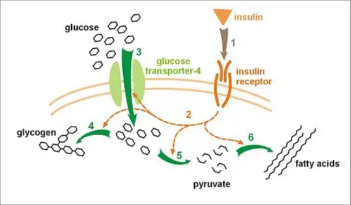 Effect of insulin on glucose uptake and metabolism. Insulin binds to its receptor (1), which, in turn, starts many protein activation cascades (2). These include: translocation of Glut-4 transporter to the plasma membrane and influx of glucose (3), glycogen synthesis (4), glycolysis (5), and fatty acid synthesis (6).