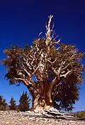 Tree in Inyo National Forest