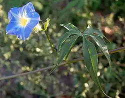 I. barbatisepala