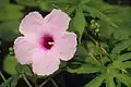 Ipomoea mauritiana