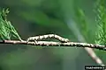 Larva