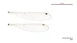 Male wings