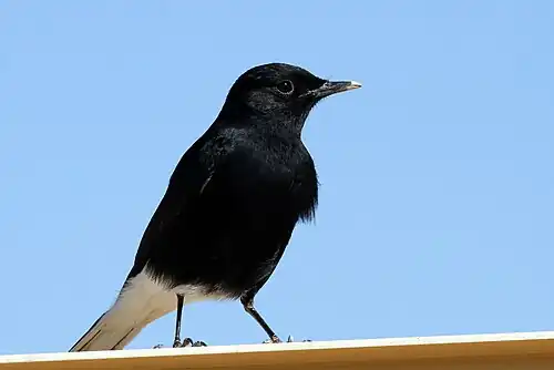 Juvenile O. l. ernesti, Israel