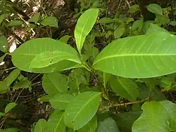 Foliage