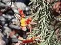 Jacksonia furcellata 2017-12-20