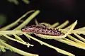 Larva