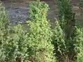 Common juniper.