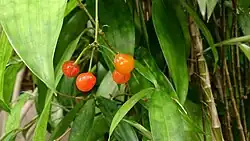 Fruit