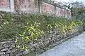 A hedgy shrub