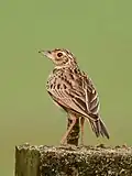 Adult bird near Chennai, India