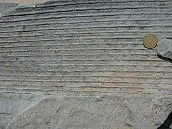 Sigillaria lycopod fossil, showing its bark impression (Canadian one dollar coin, 26.5mm for scale)