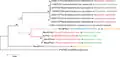 Phylogenetic relationships