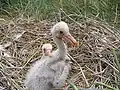 Nestlings
