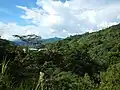 Jungle overview