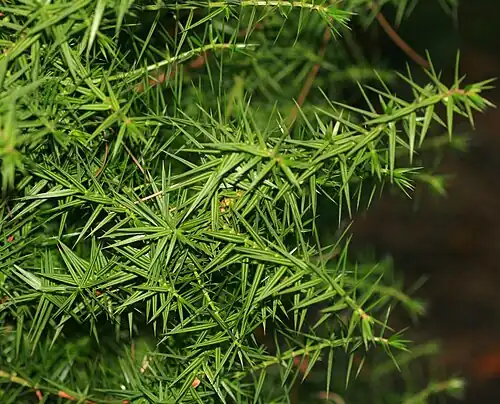 Foliage