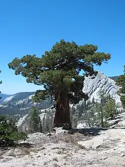 Mature form