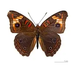 J. g. genoveva - MHNT