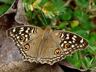 Dry-season form, upperside