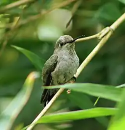 Juvenile, at San Francisco Botanical Garden