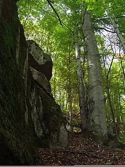 Kékes Forest Reserve – one of the remaining primary forests of Europe