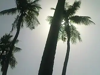 K.Pudur Village Coconut trees