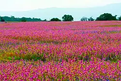 Kaas Flowers