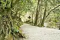 Vestige of primeval forest