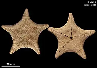 Kanakaster solidus