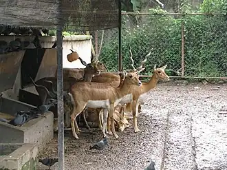 Blackbuck
