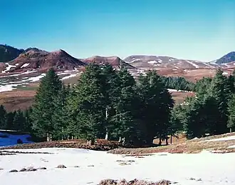 Cedrus atlantica