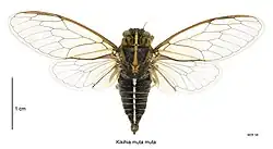 Dorsal view